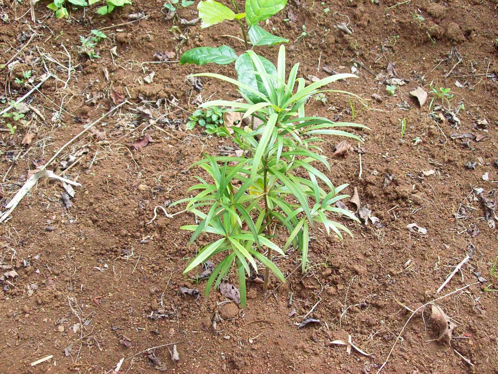 Podocarpus falcatus